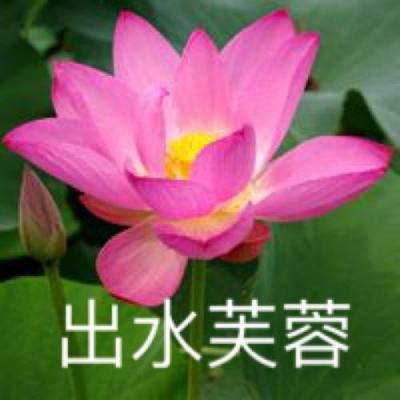 熊猫永不为奴游戏
